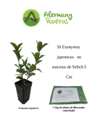 Pack de 50 Evonymus m10